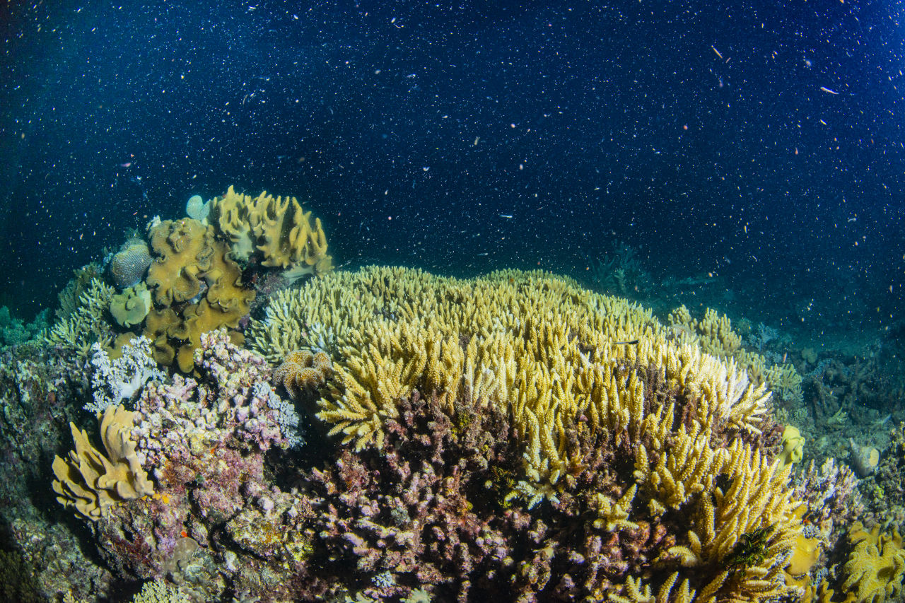 Hard corals join together and form coral reefs. Credit: Gary Cranitch, Queensland Museum.