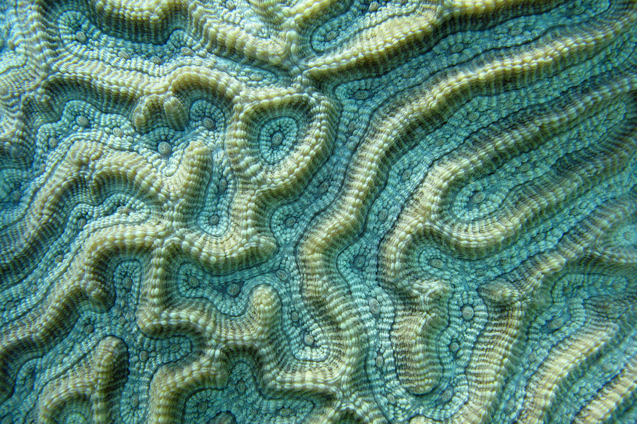 A coral’s internal skeleton has a unique microbial landscape. Credit: Andy Lewis  