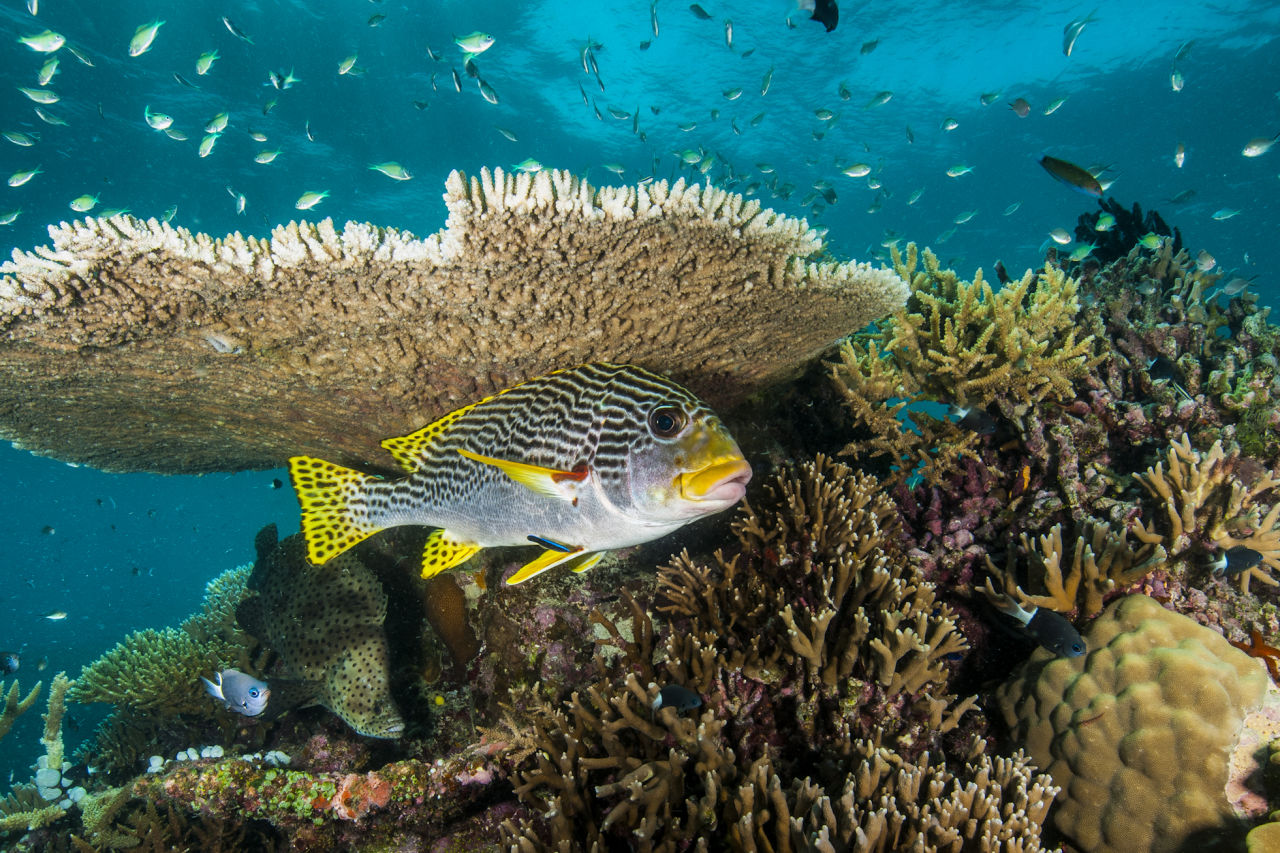 Gary's work often captures the unique biodiversity of the Great Barrier Reef. Credit: Gary Cranitch, Queensland Museum