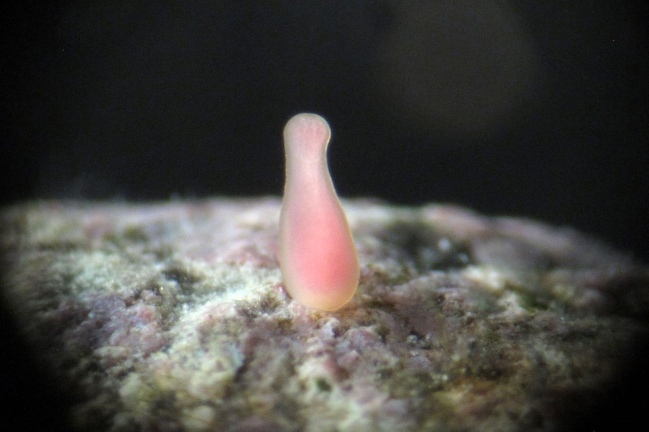 Free-swimming larvae settles on a suitable rock surface. Credit: Peter Harrison.