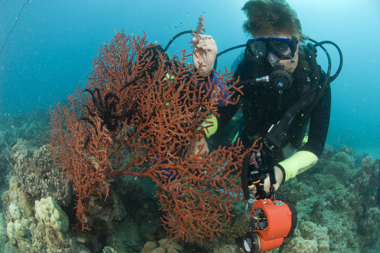 Octocorals collected underwater by Katharina Fabricius for the QLD Museum collection with Merrick Ekins & Monika Schlacher & Trish Hendricks