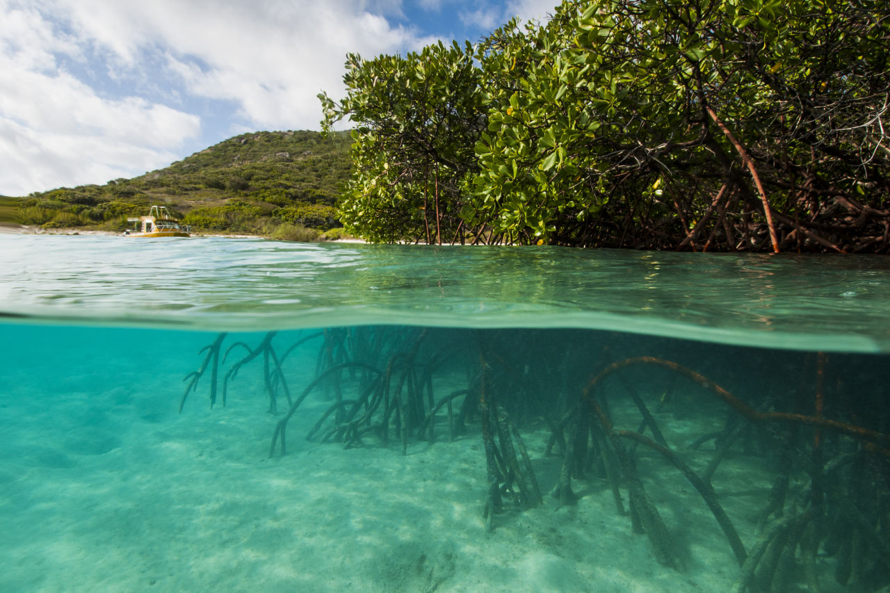 Mangroves and other blue carbon ecosystems are critical in the fight against climate change. Credit: Gary Cranitch