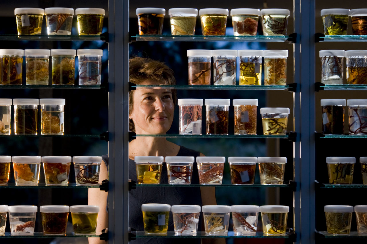 Display of octocorals collected and processed by Katharina Fabricius for the QLD Museum collection with Merrick Ekins & Monika Schlacher & Trish Hendricks