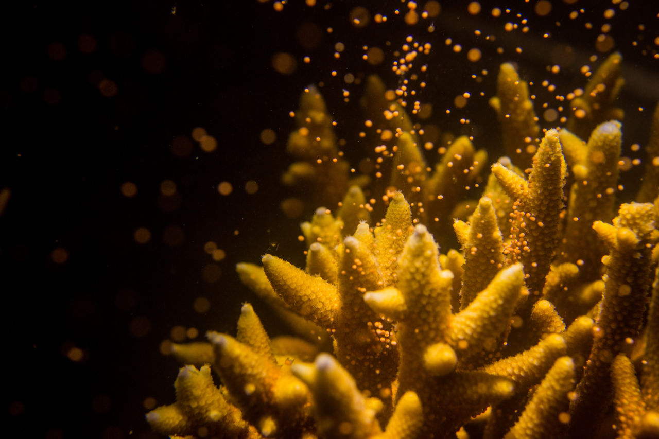 Corals release millions of egg-sperm bundles during mass spawning events.