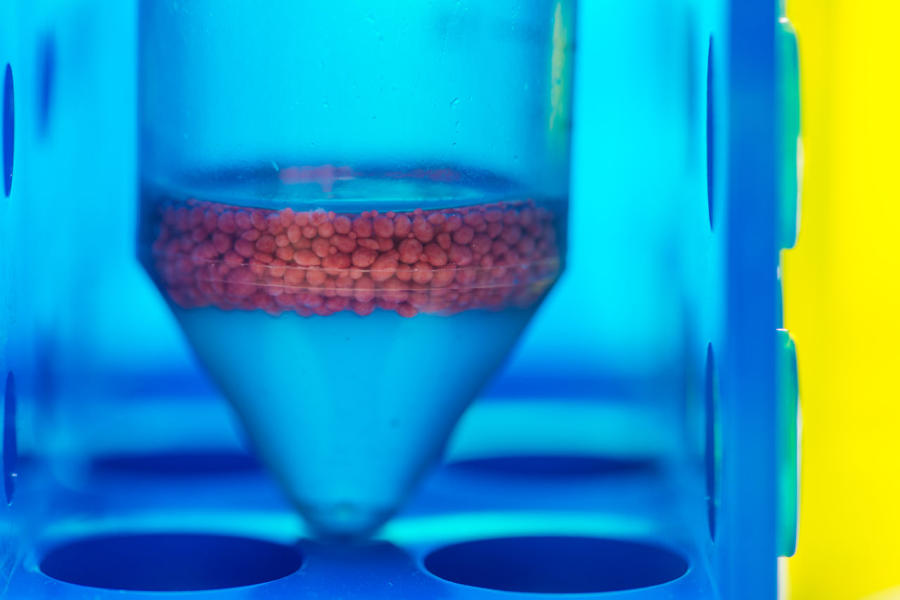 Gathering coral gametes in test tubes for the cryopreservation process.