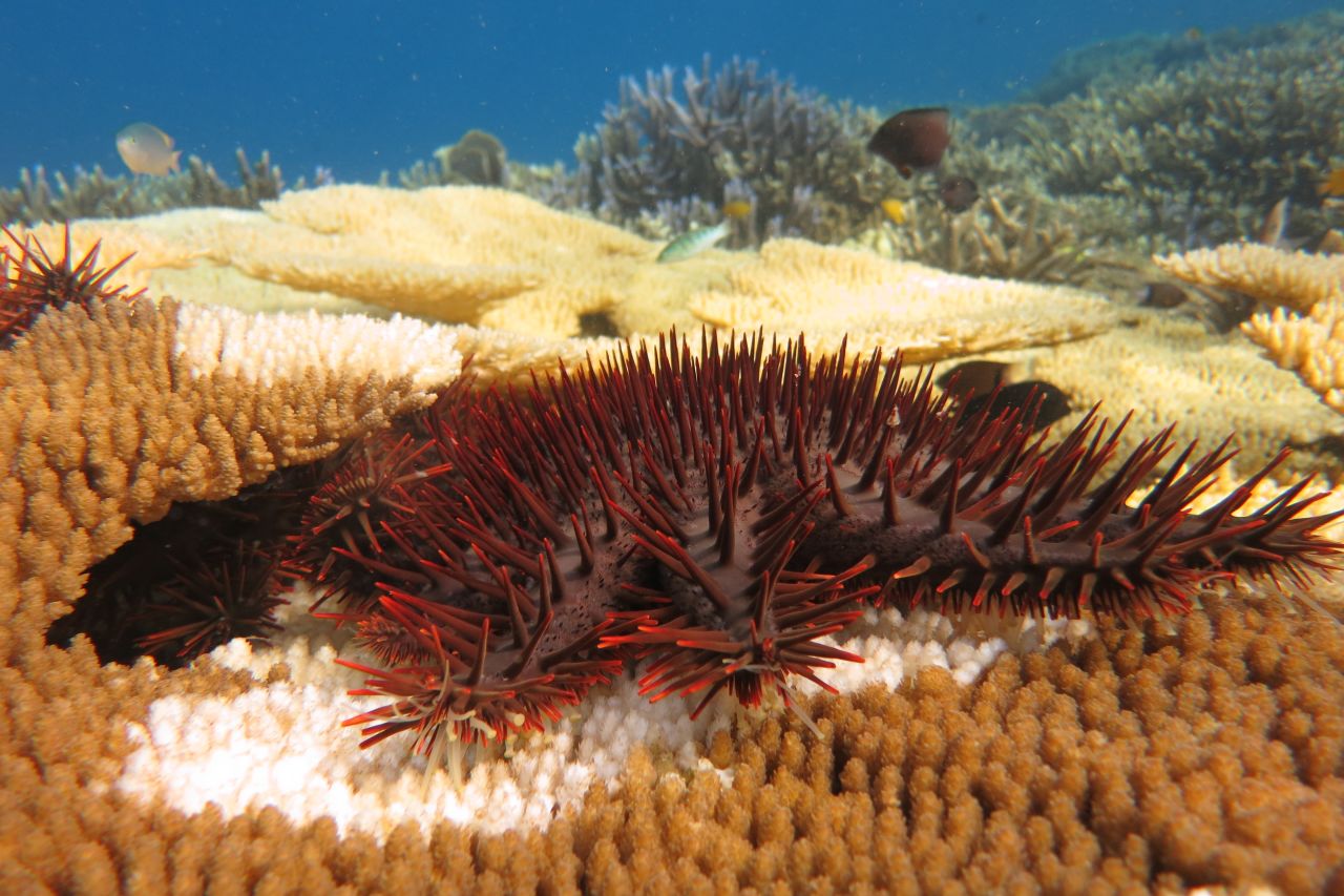 Crown-of-thorns starfish feeding on coral