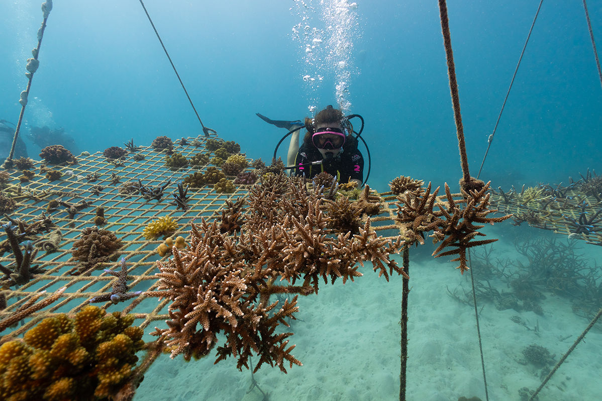 Tourism operators work with scientists to actively grow corals in nurseries. Credit: Tourism and Events Queensland.