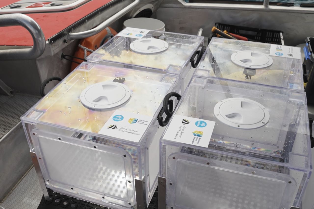 Empty larval seedboxes. Image credit: Johnny Gaskell