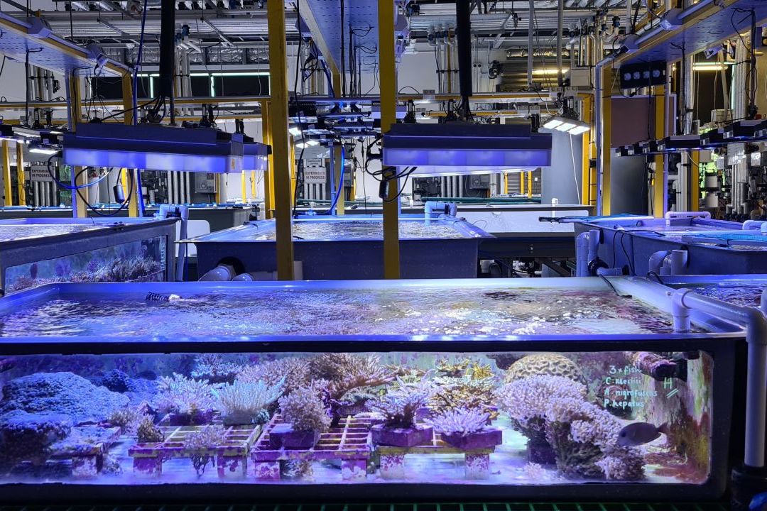 Young corals growing inside the specialised aquarium facility at the Australian Institute of Marine Science. 