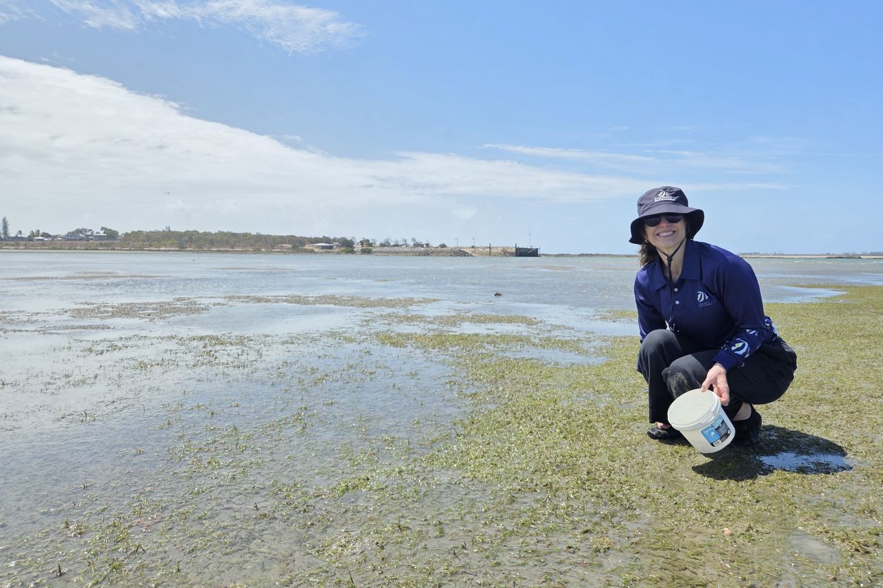 Susie Gore collects seagrass flowers at Gladstone.