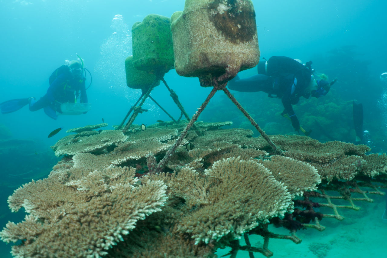 Divers attend to an underwater floating coral nursery. Credit: Coral Nurture 