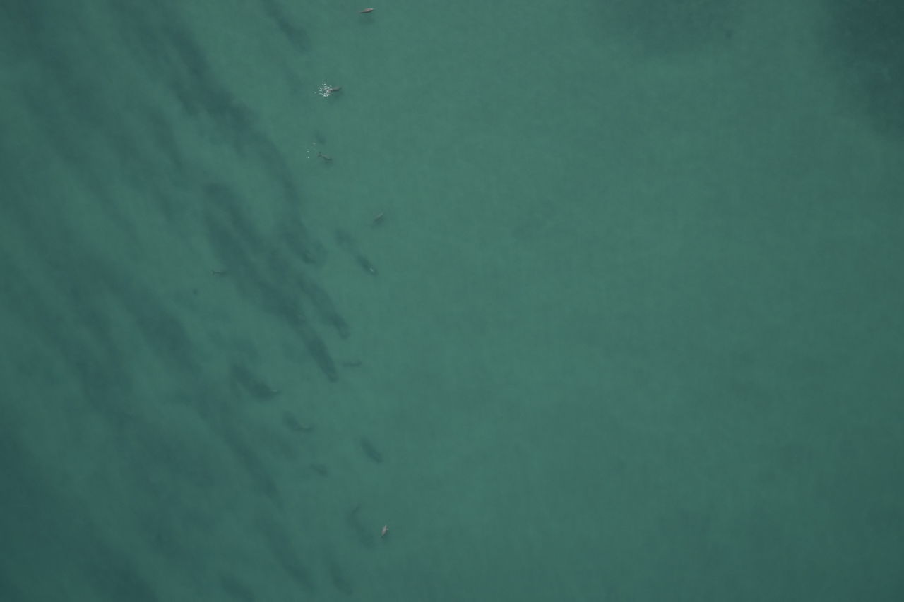 The data gathered from aerial surveys provide insights into dugong abundance and distribution. Credit: James Cook University. 