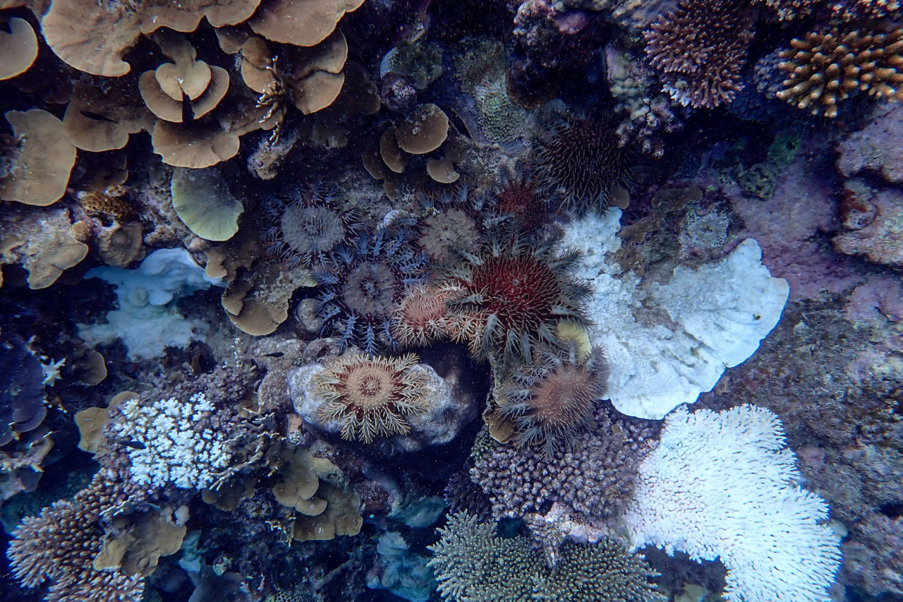 Multiple crown-of-thorns starfish residing on the Reef.