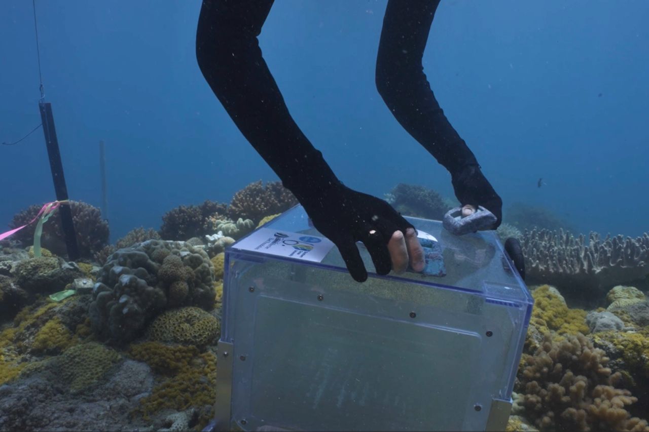 A diver positioning a larval seedbox containing coral larvae in the Whitsundays. Image credit: Johnny Gaskell