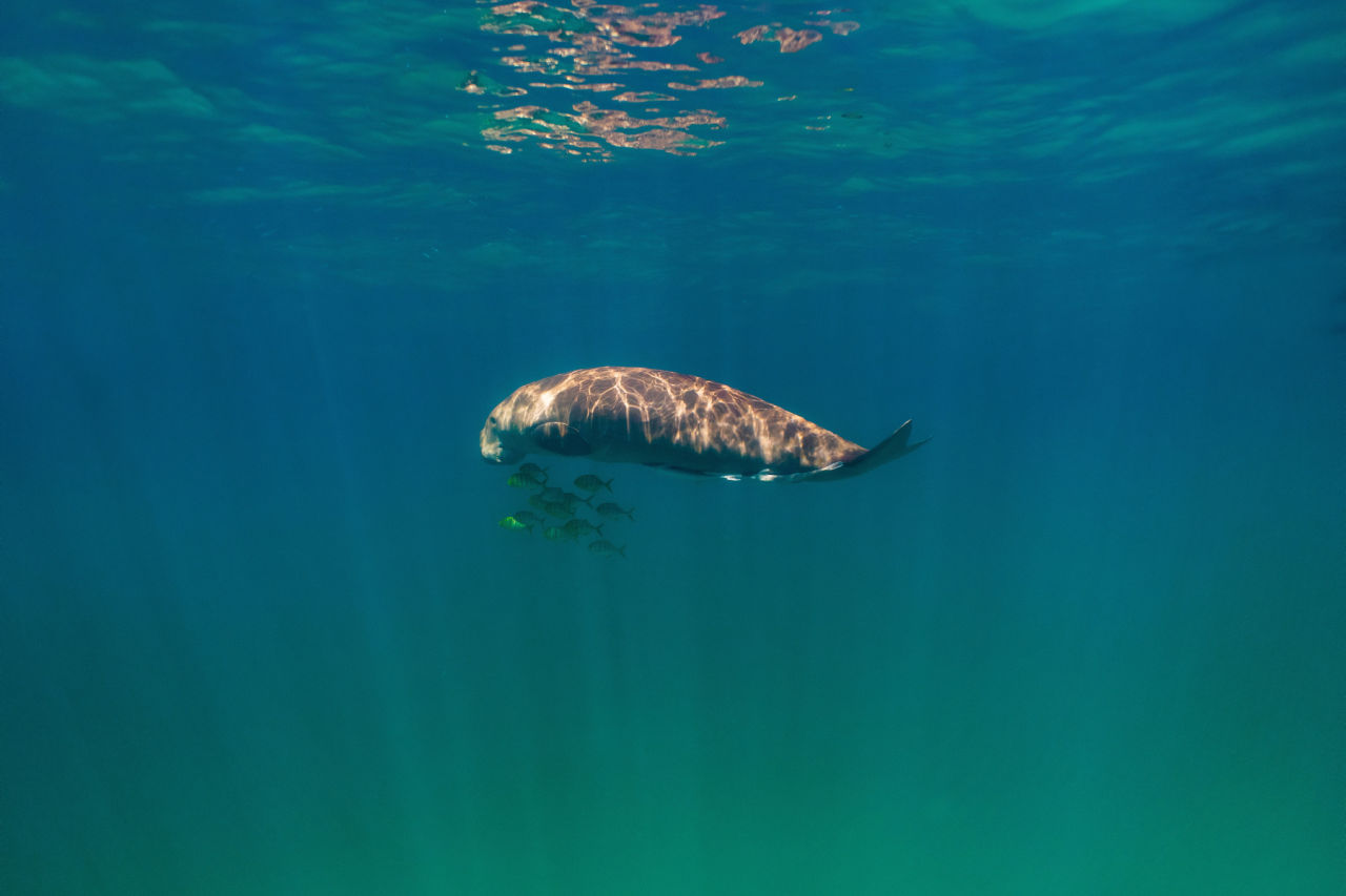 Dugongs have specialised grinding teeth that help them break down tough seagrass leaves.  Credit: Charlie Morgan. 