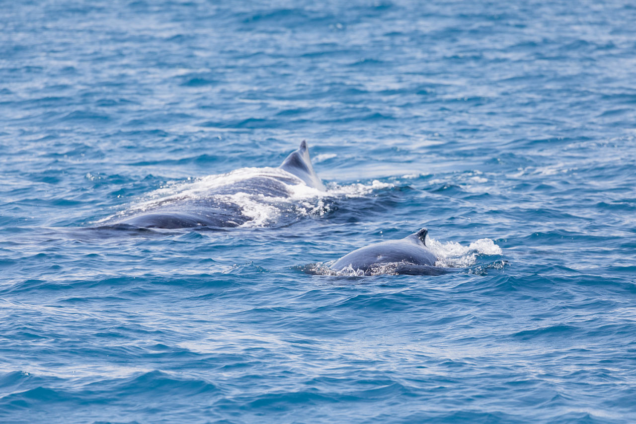 New mums and their calves take longer to arrive at their ocean nursery. Credit: Playful Lens.