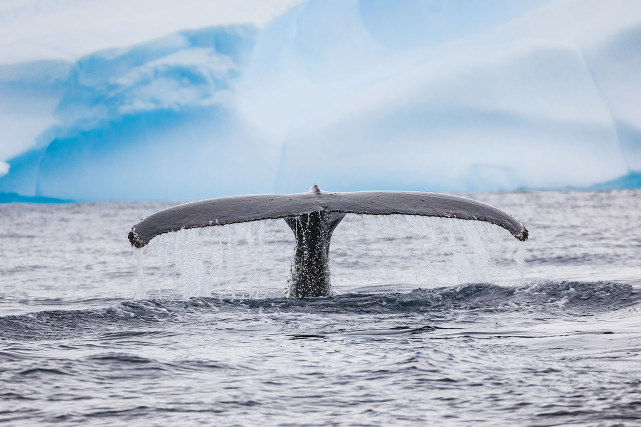 Humpback whales deep dive into Antarctic waters in search of krill. Credit: Playful Lens.