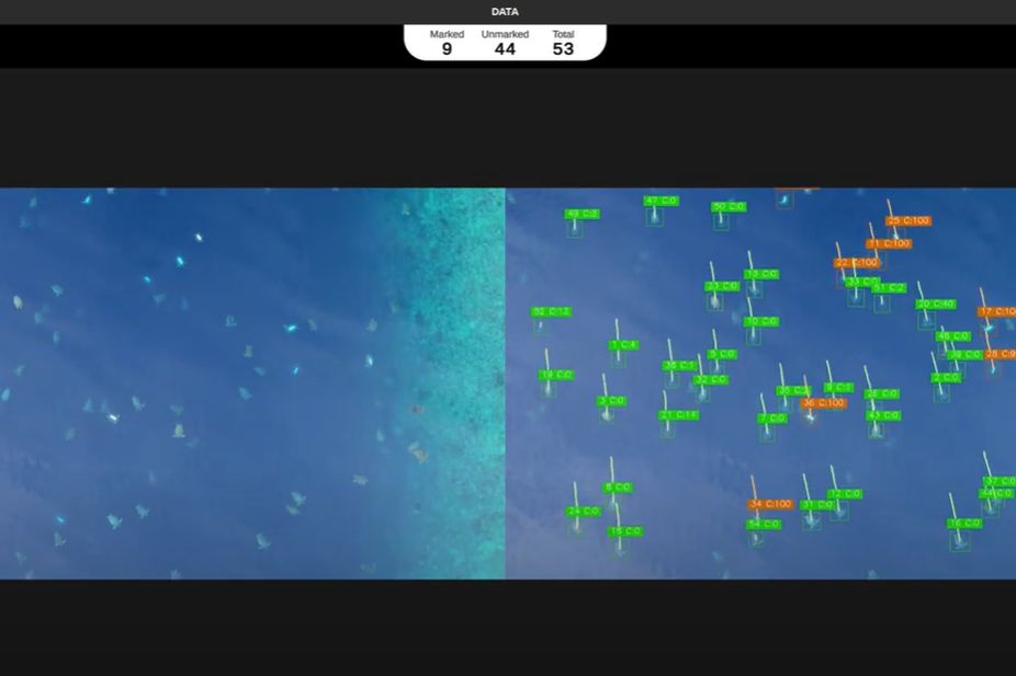 The App in action counting and tracking sea turtles