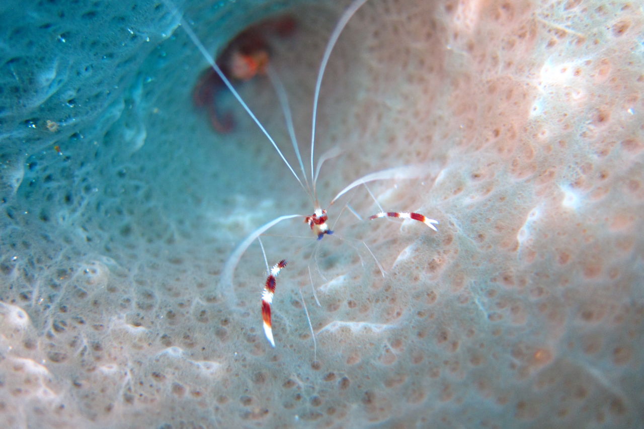 Banded coral shrimp in Belize. Credit: Jenn Loder.