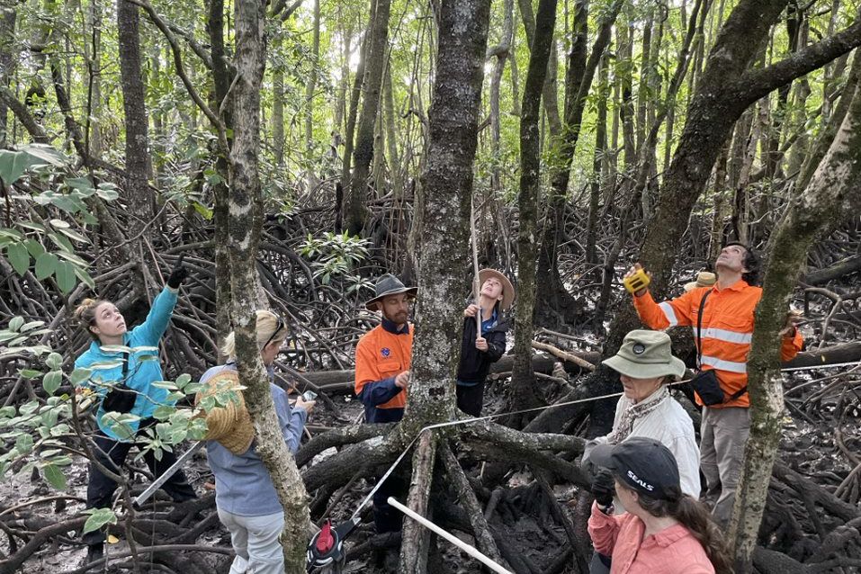 Teachers and community educators carry out transects in the mangroves during a TeachLive expedition. Credit: Earthwatch Australia
