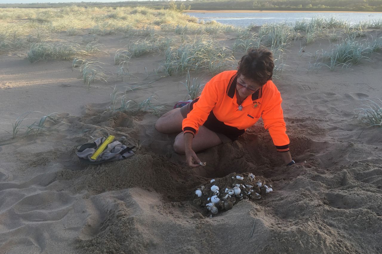 Bev carries out a nest check to assess the success of hatchling emergence. Credit: Nev & Bev McLachlan