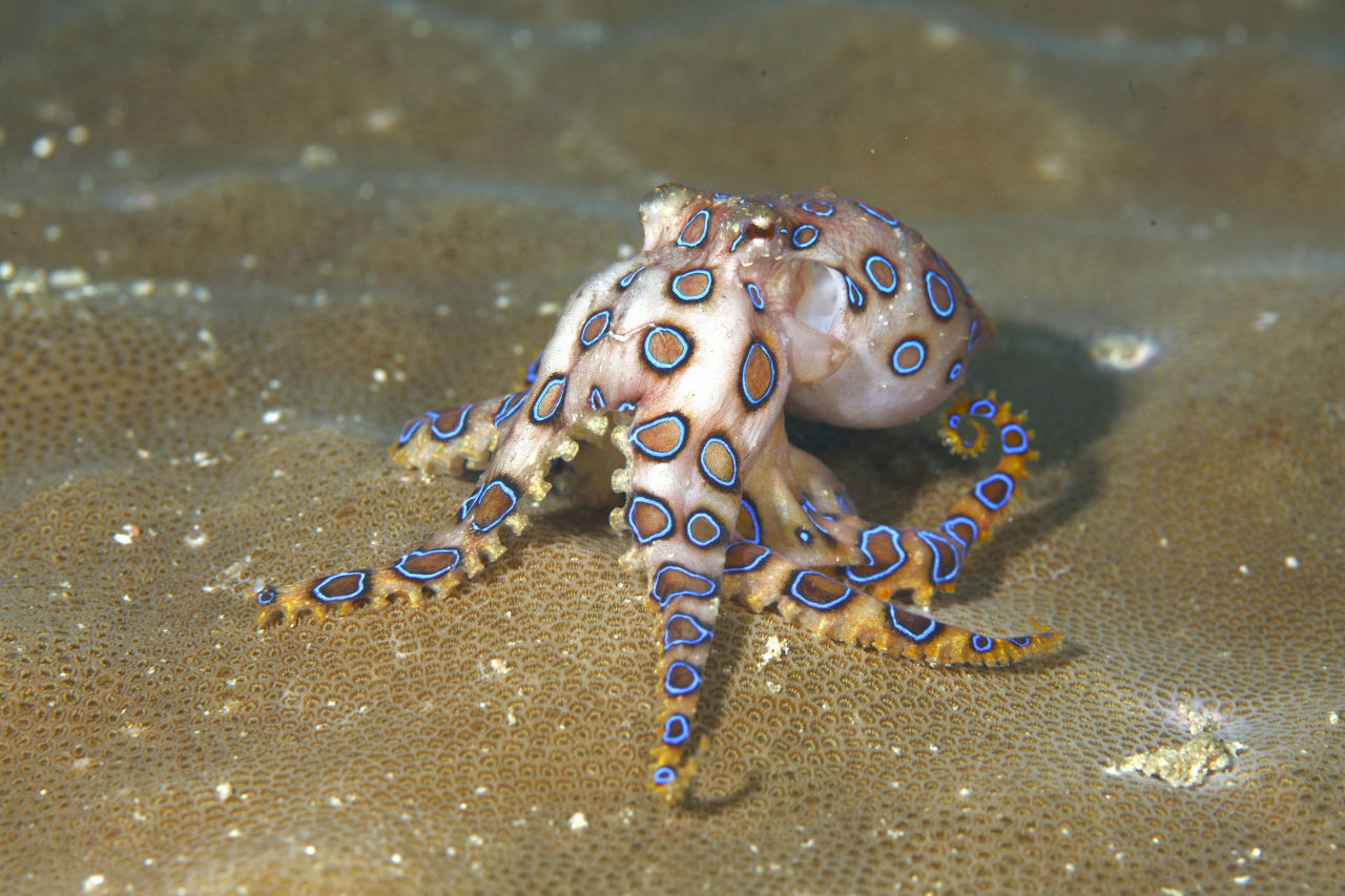 Blue-ringed octopus displaying bright blue warning rings while resting on coral reef surface