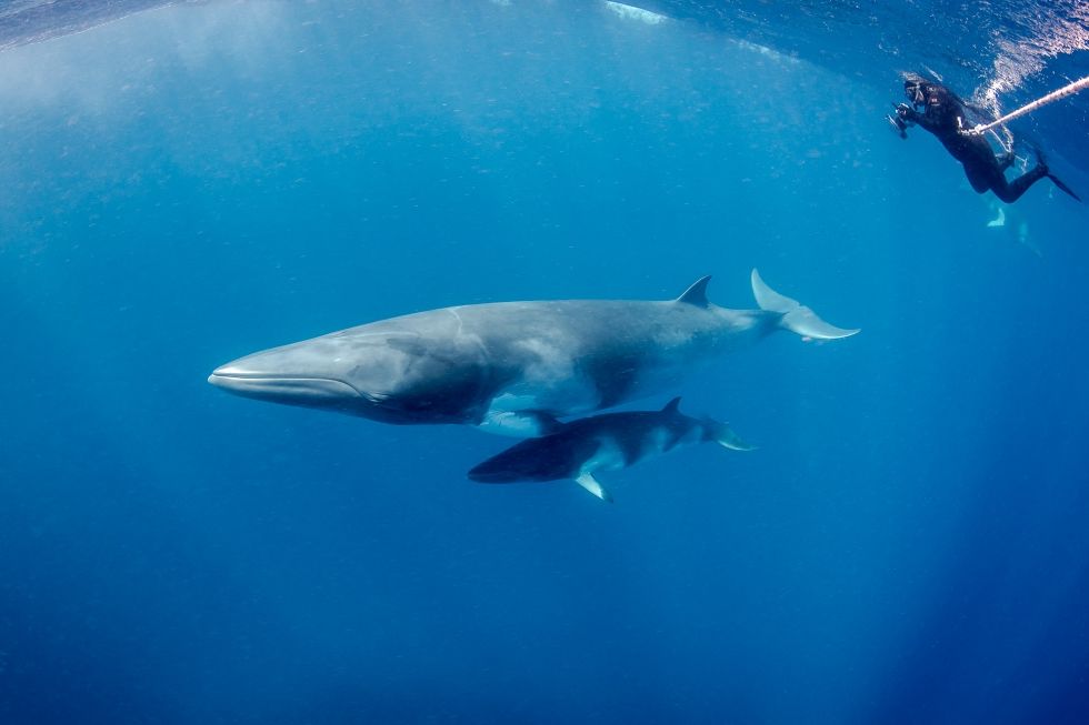 Dwarf minke whales are regular visitors to the Great Barrier Reef, congregating each year between Port Douglas and Lizard Island during the austral winter. Supplied: Matt Curnock