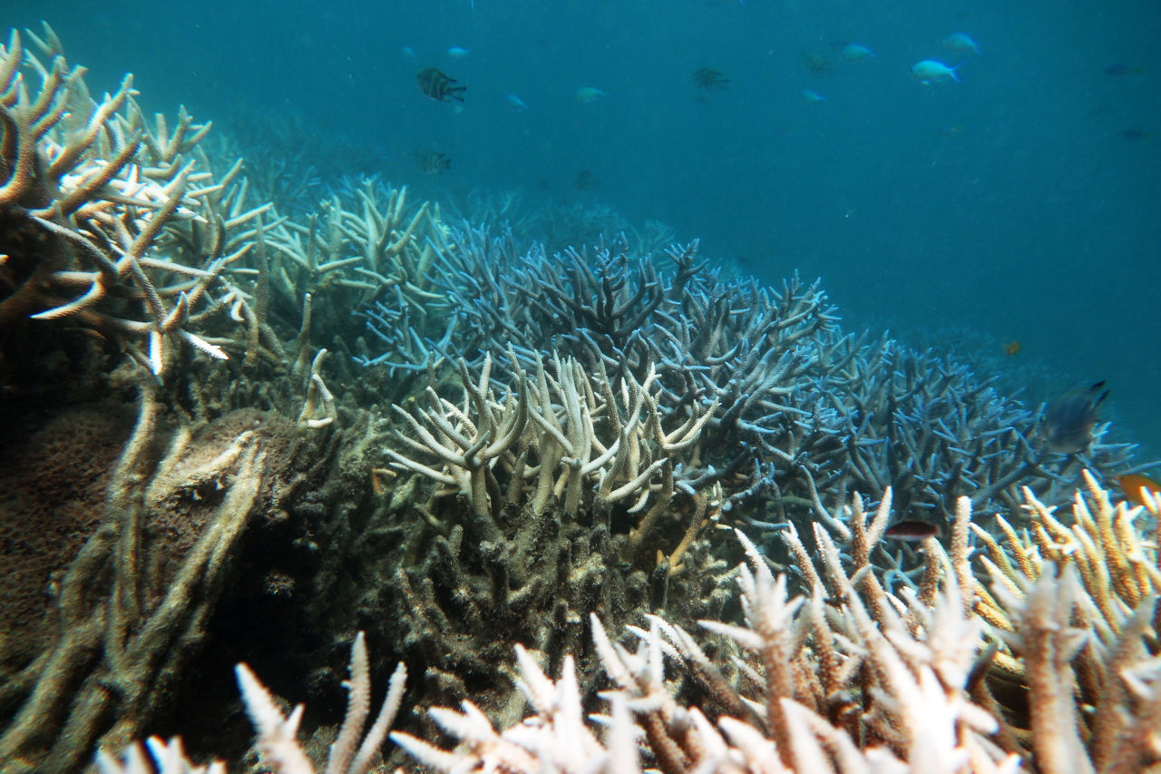 Marine heatwaves have triggered three mass coral bleaching events on the Great Barrier Reef in just five years. 