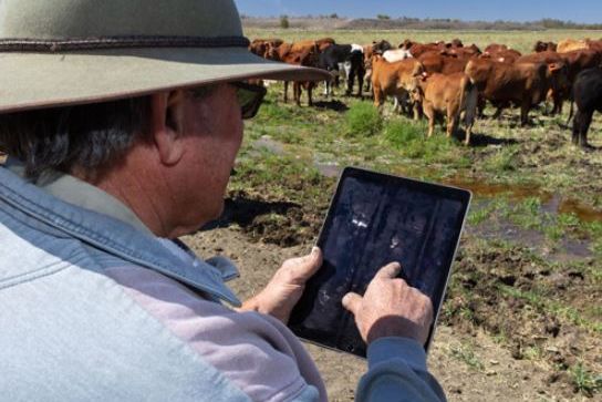 Farmers can set up virtual fences to prevent overgrazing. Credit: Gallagher