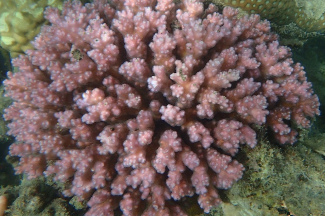 Pocillopora coral. Credit: Julia Callow, Atlas of Living Australia
