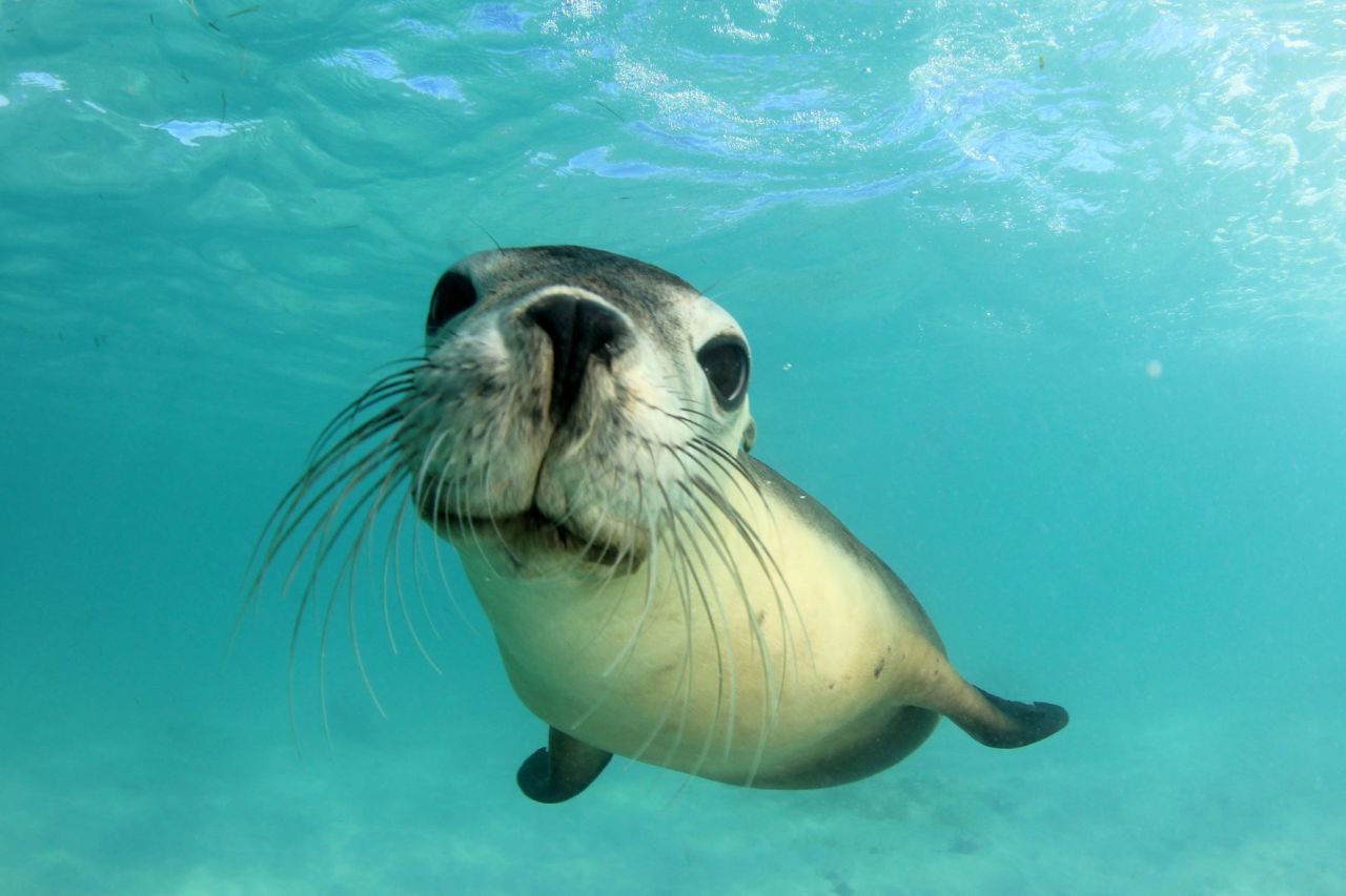  Seals