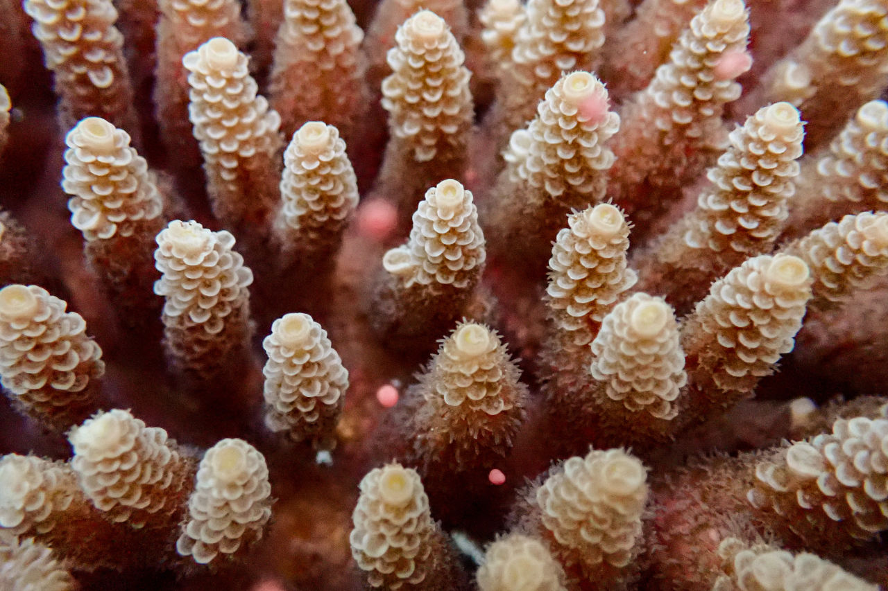 Coral spawning in the National Sea Simulator. Credit: Carly Randall, AIMS