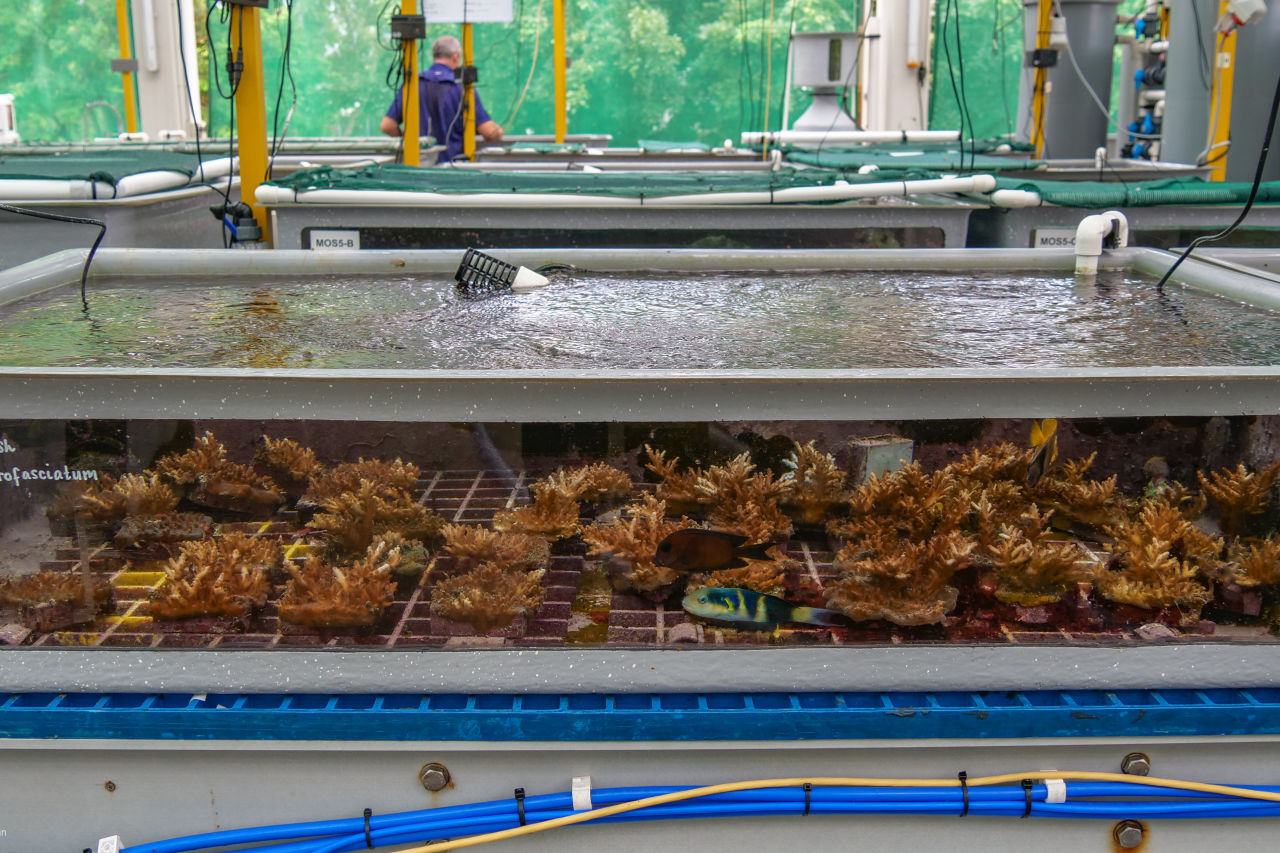 Corals in an aquarium at the National Sea Simulator, a critical facility for heat tolerance research. Credit: Marie Roman, AIMS 