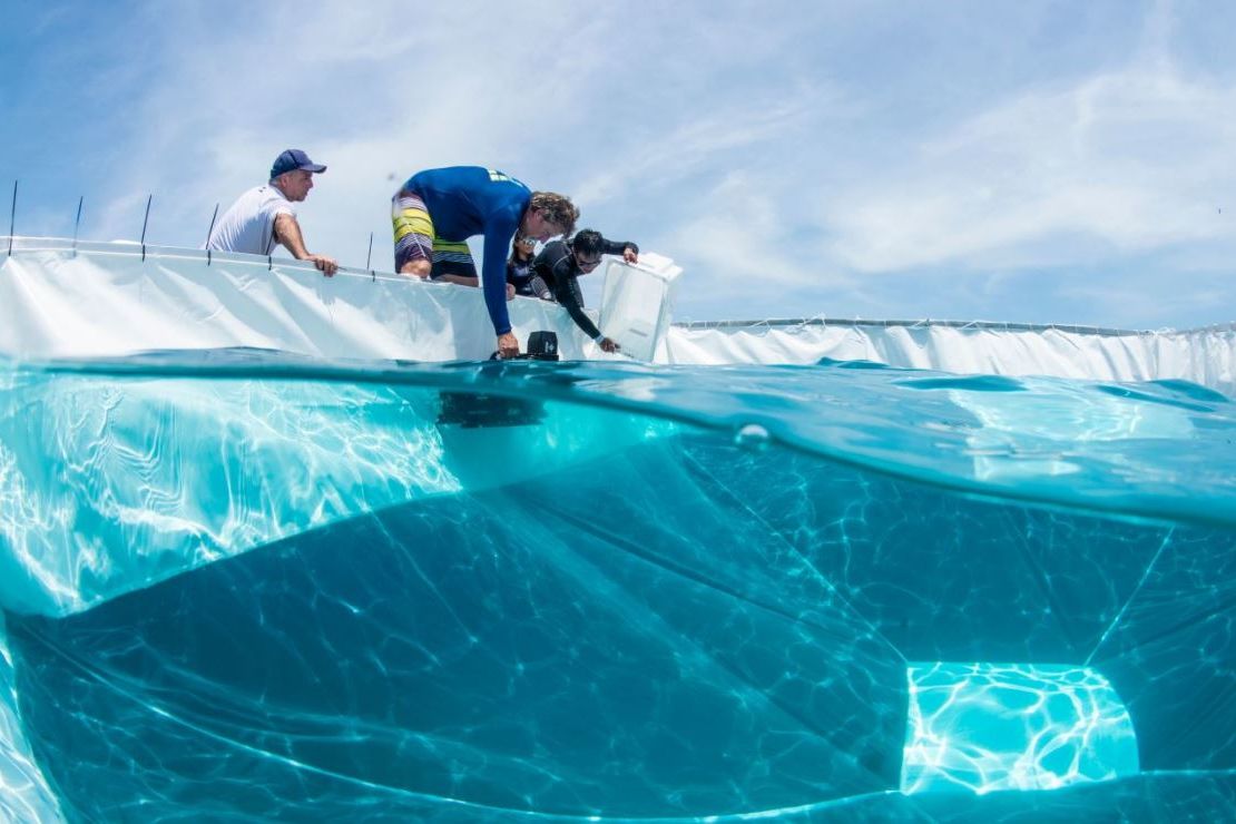 Researchers grow coral larvae in giant floating pools. Credit: Gary Cranitch, Queensland Museum