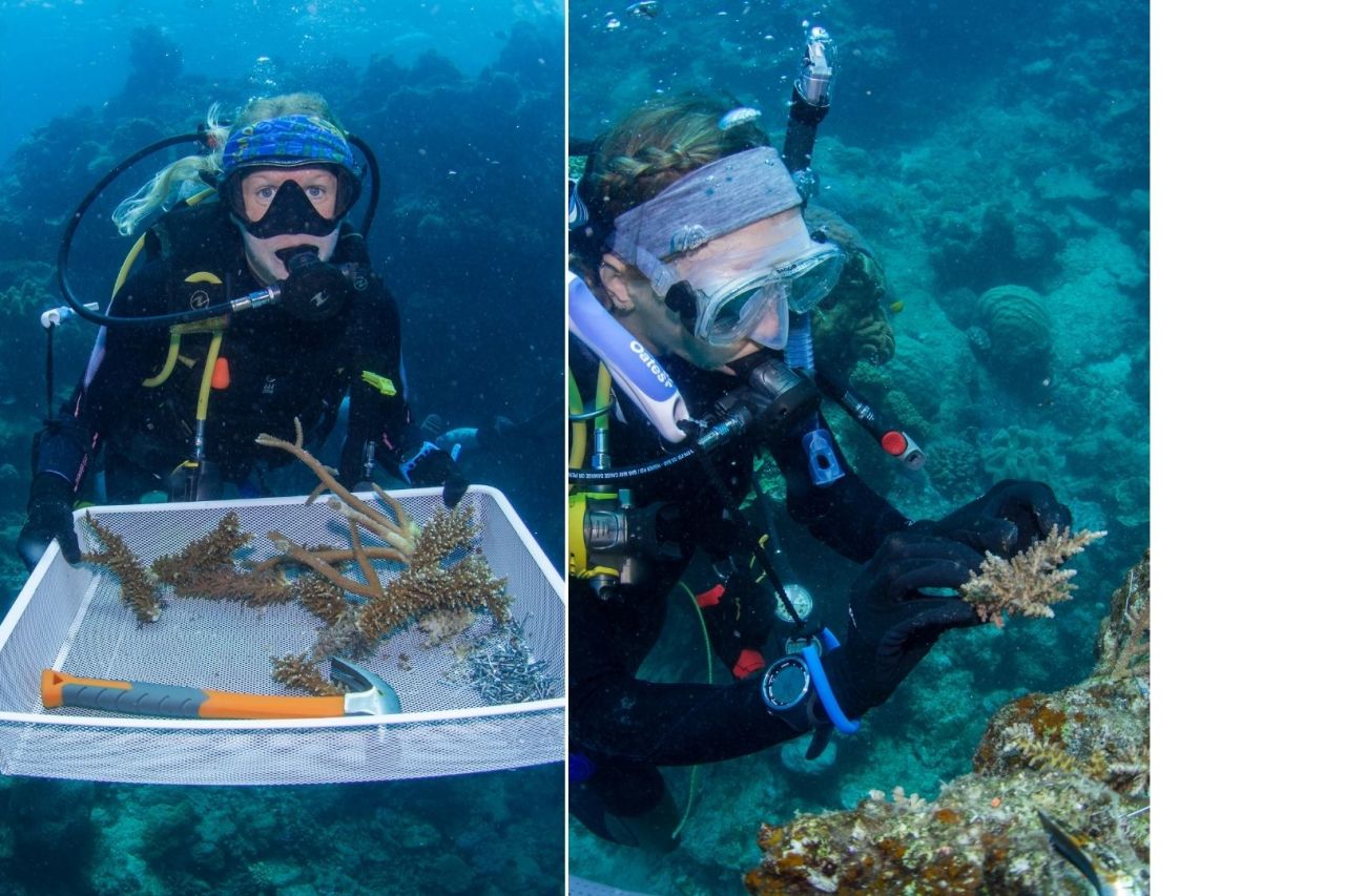 Planting corals on the Great Barrier Reef. Credit: Coral Nurture Program