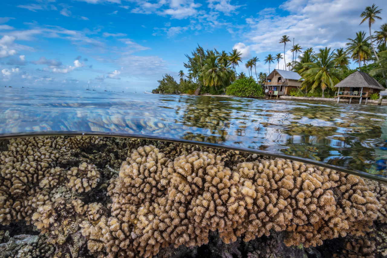 Coral reef, French Polynesia. Credit: Hannes Klost, Ocean Image Bank.