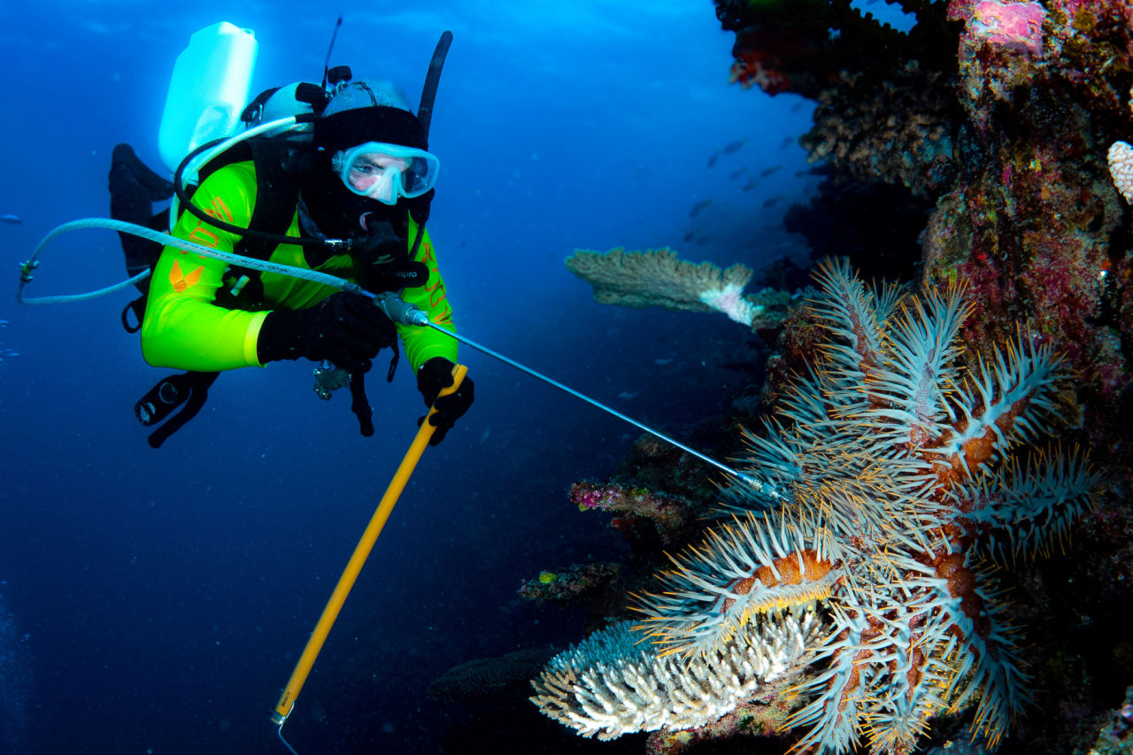 A diver injecting a crown-of-thorns starfish for culling purposes. 