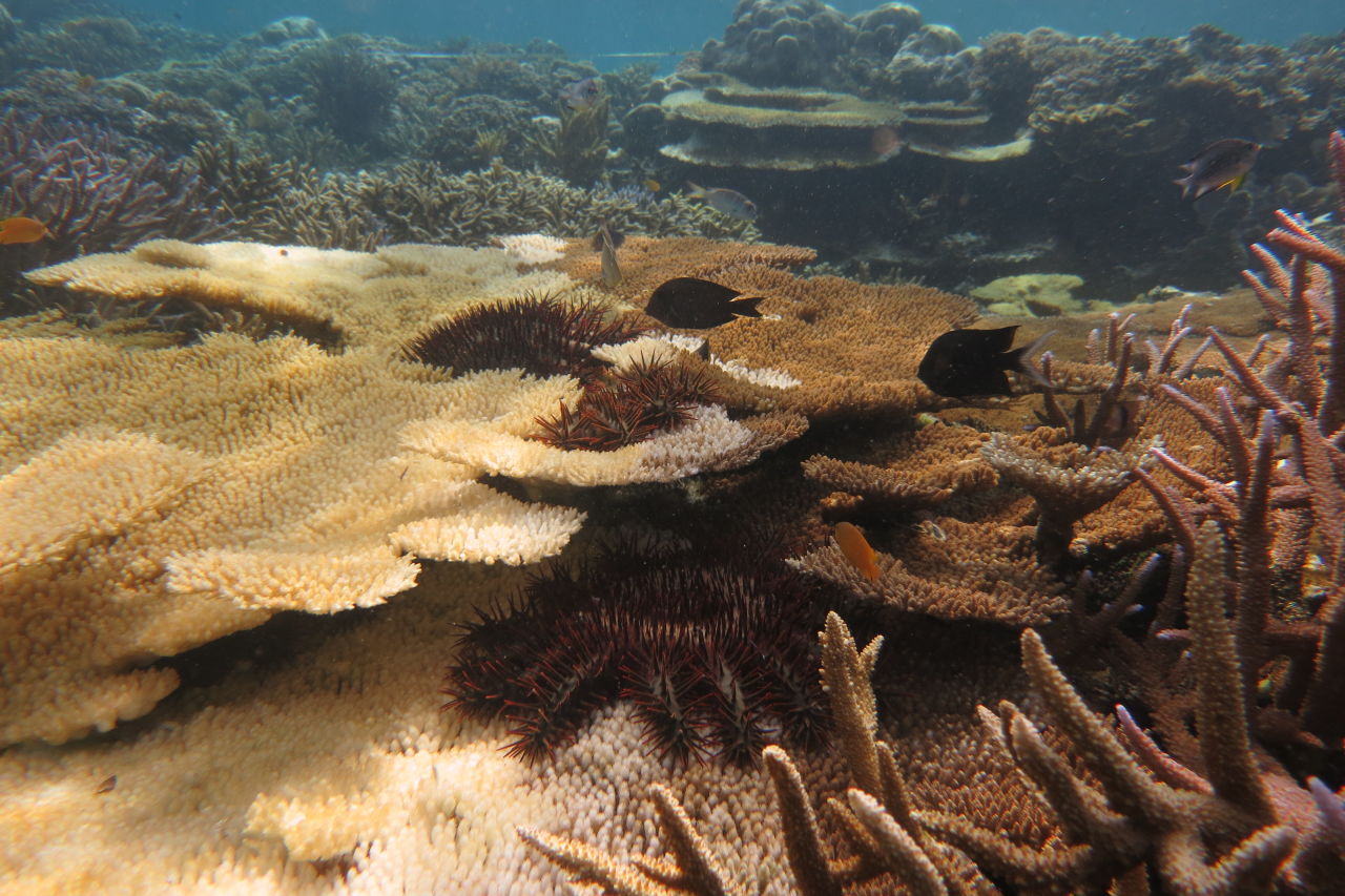 COTS strip corals of their living tissues, exposing their white skeletons. Credit: Mary Bonin