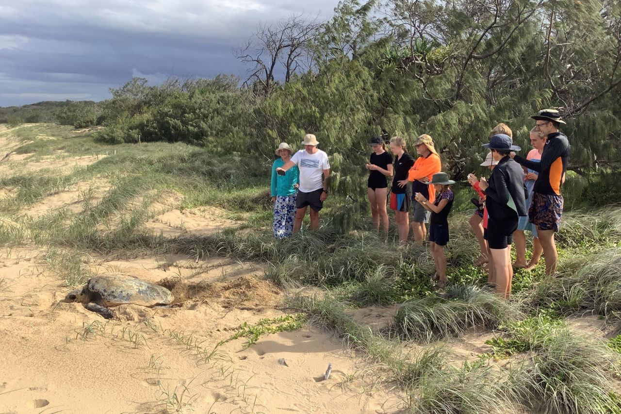 A group of lucky campers watch a turtle nest during the day. Credit: Nev & Bev McLachlan