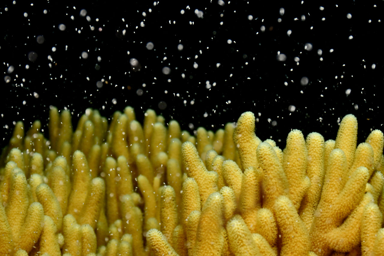 Corals spawn just once a year in a synchronised mass breeding event.