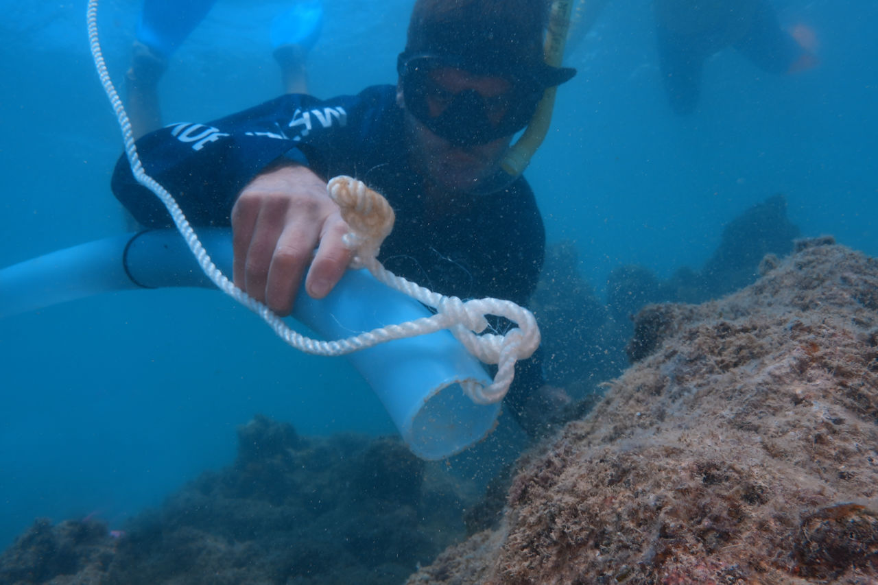 Tourism operators deploying coral babies onto a damaged reef
