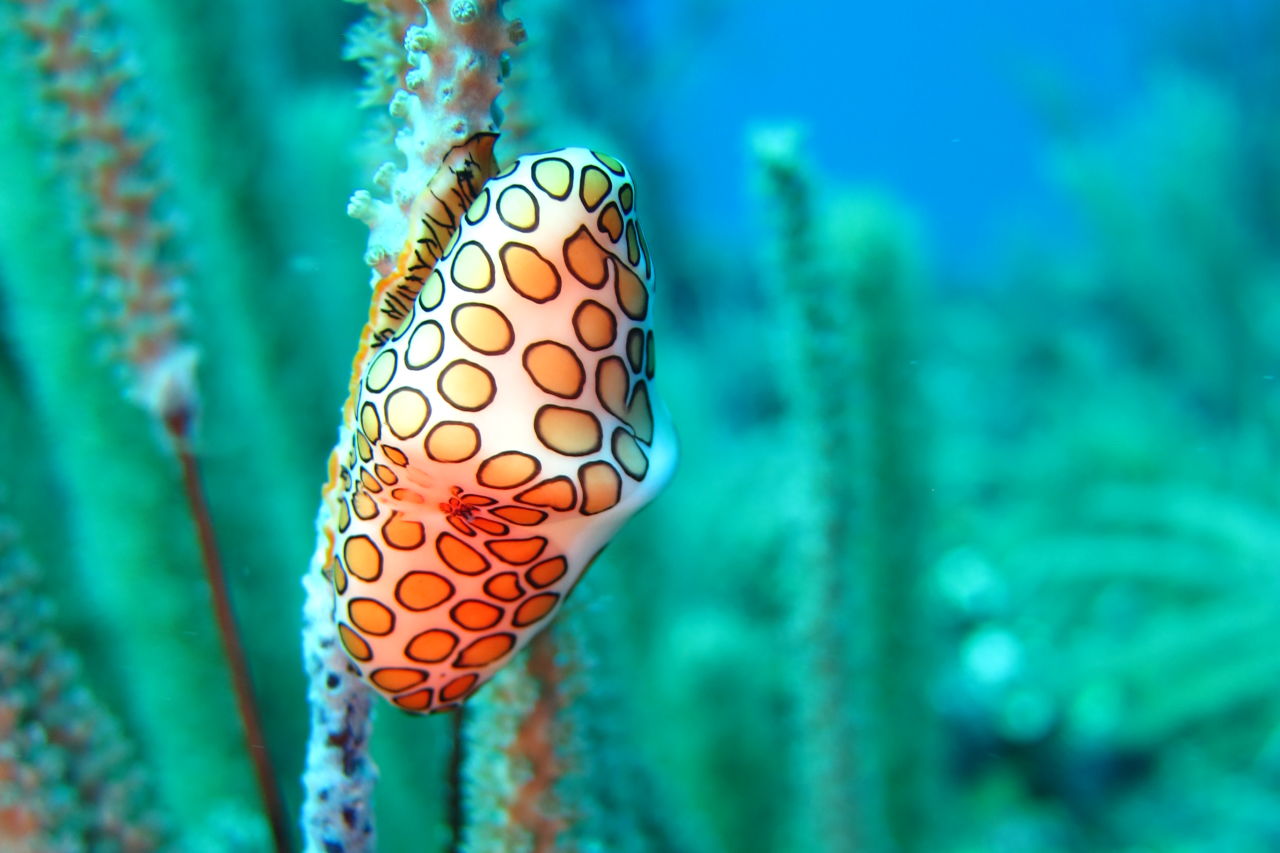Flamingo tongue found in Belize Barrier Reef Reserve System. Photo credit: Jenn Loder Great Barrier Reef Foundation