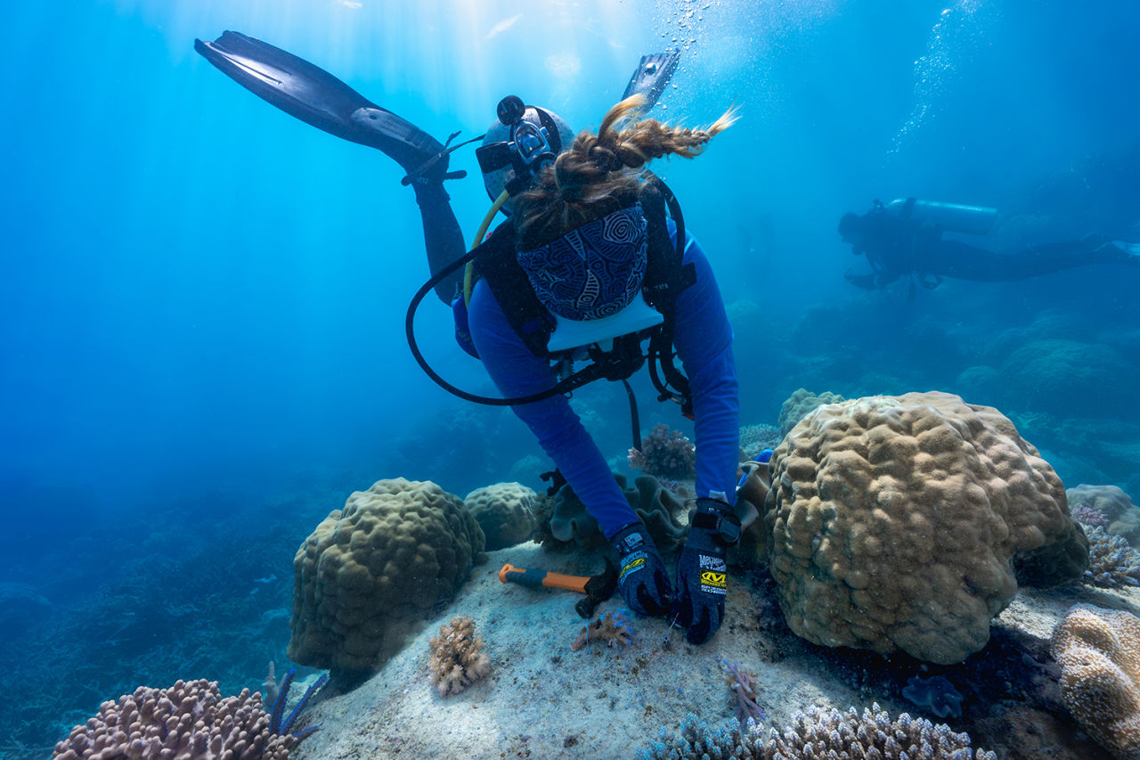 Coral Nurture Program have outplanted over 110,000 corals across 30 sites. Credit: Bendi Media.