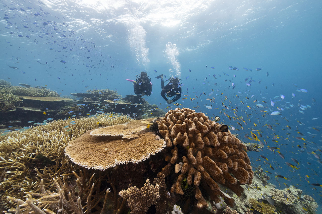 Scuba-divers swimming over a coral reef. Credit: Tourism Tropical North Queensland.