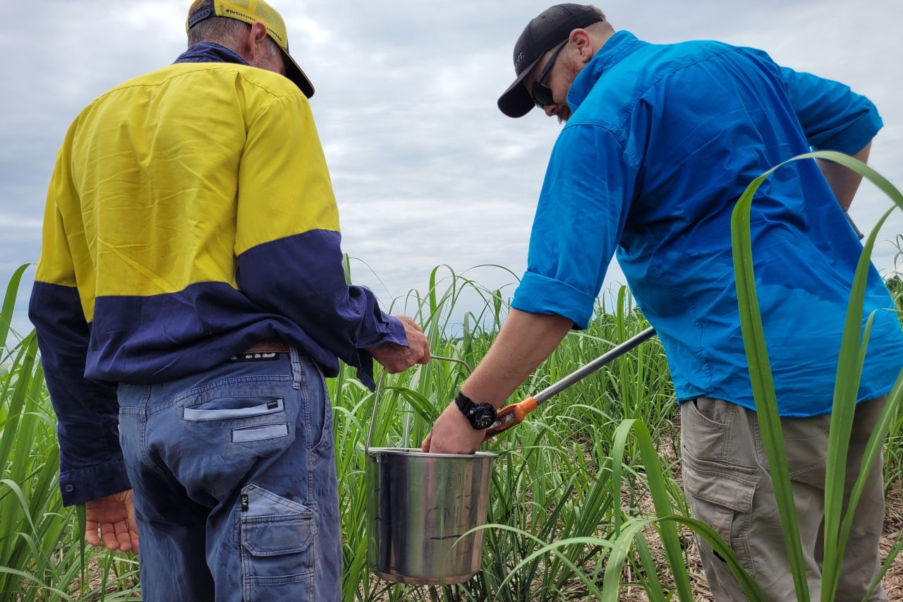 Soil sampling is used to identify areas that are susceptible to yield-limiting constraints and allow for targeted management. Credit CCRSF