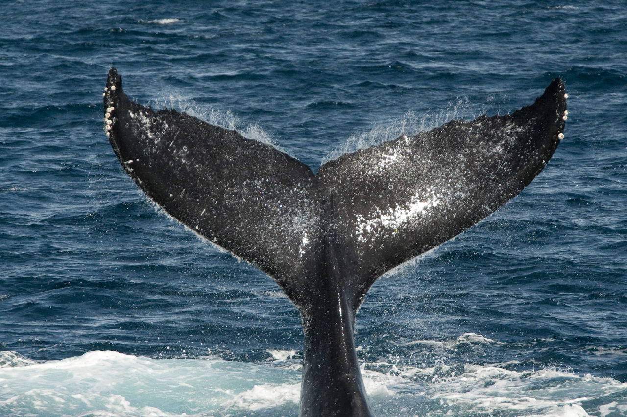 Humpback 'talk' by slapping their tails on the waters surface