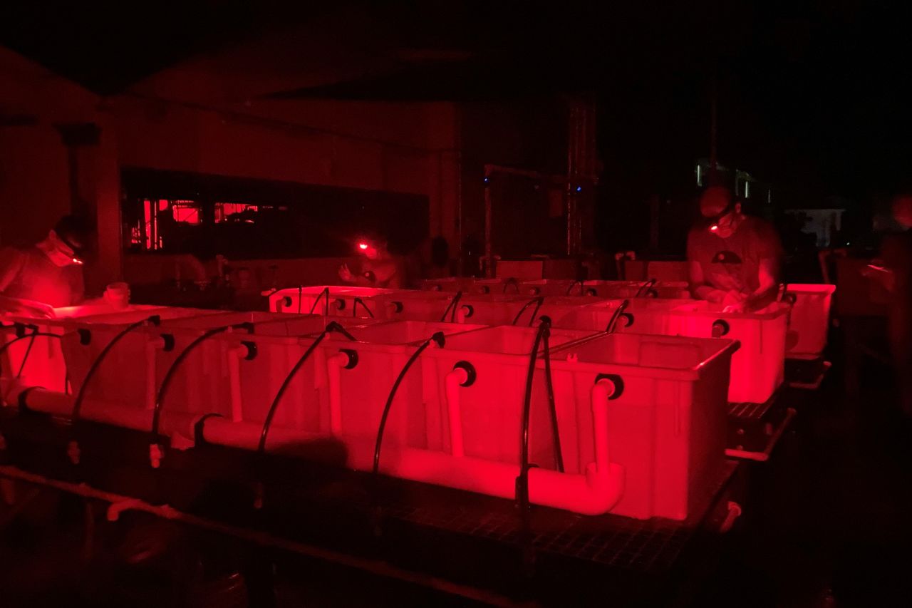 Corals are placed in tubs and spawn collected under red light, replicating lighting conditions in the wild. 