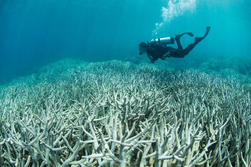 High temperatures, increased light and poor water quality can cause corals to bleach, devastating the Reef. Credit: The Ocean Agency