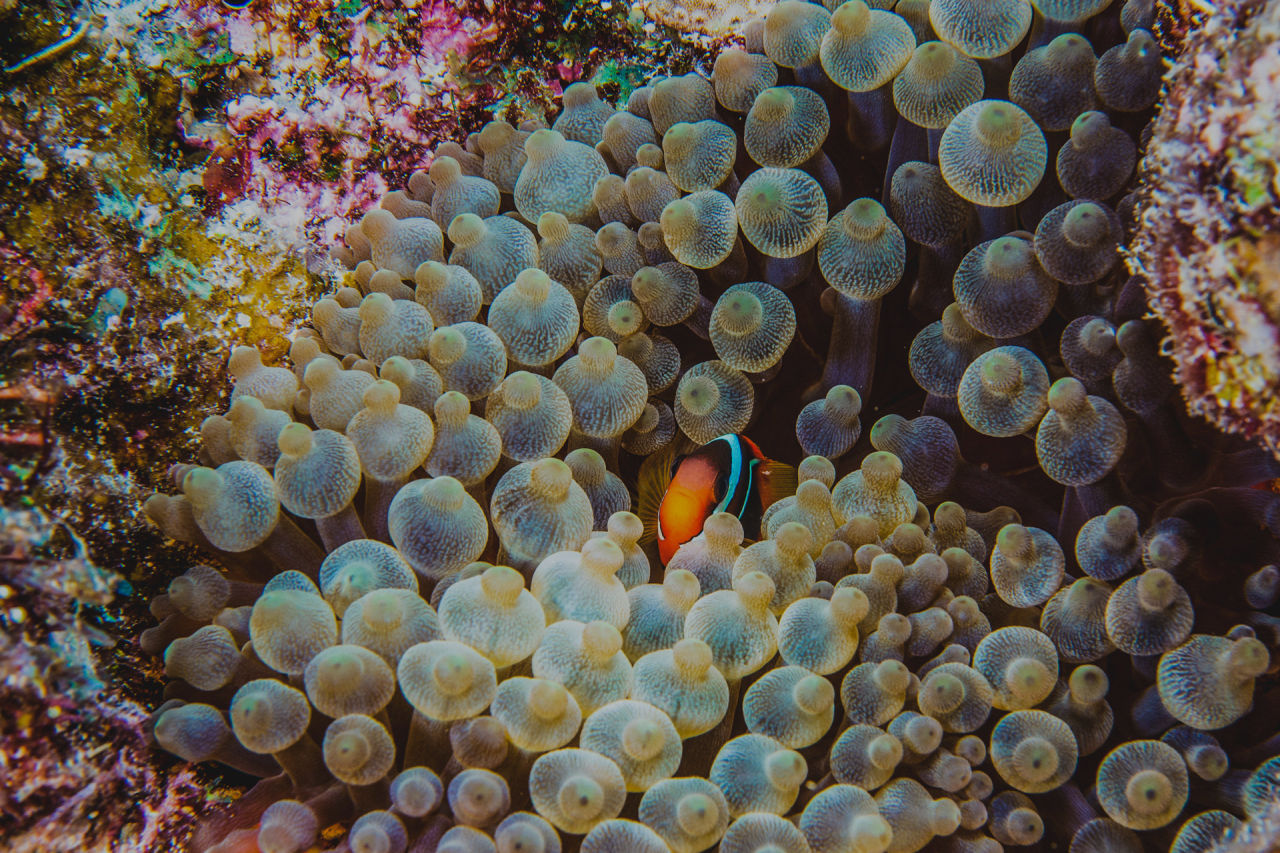 Clownfish form symbiotic relationships with anemone