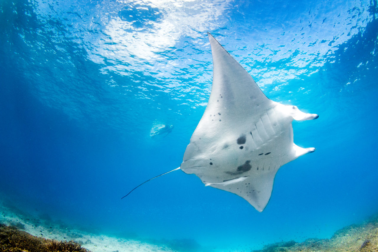 Lady Elliot Island is a sanctuary for 1200 species of marine life including manta rays. Credit: Jeremy Somerville